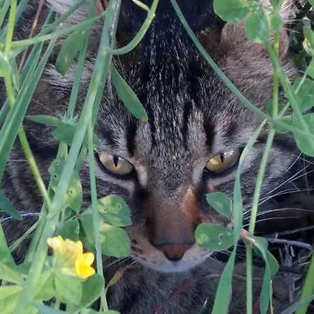 San Francesco Montecarotto