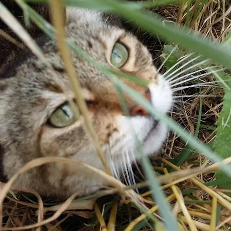 Bed & Breakfast San Francesco Montecarotto